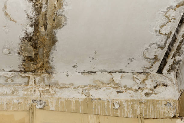 Best Air Quality Testing for Mold Spores  in Warren, PA